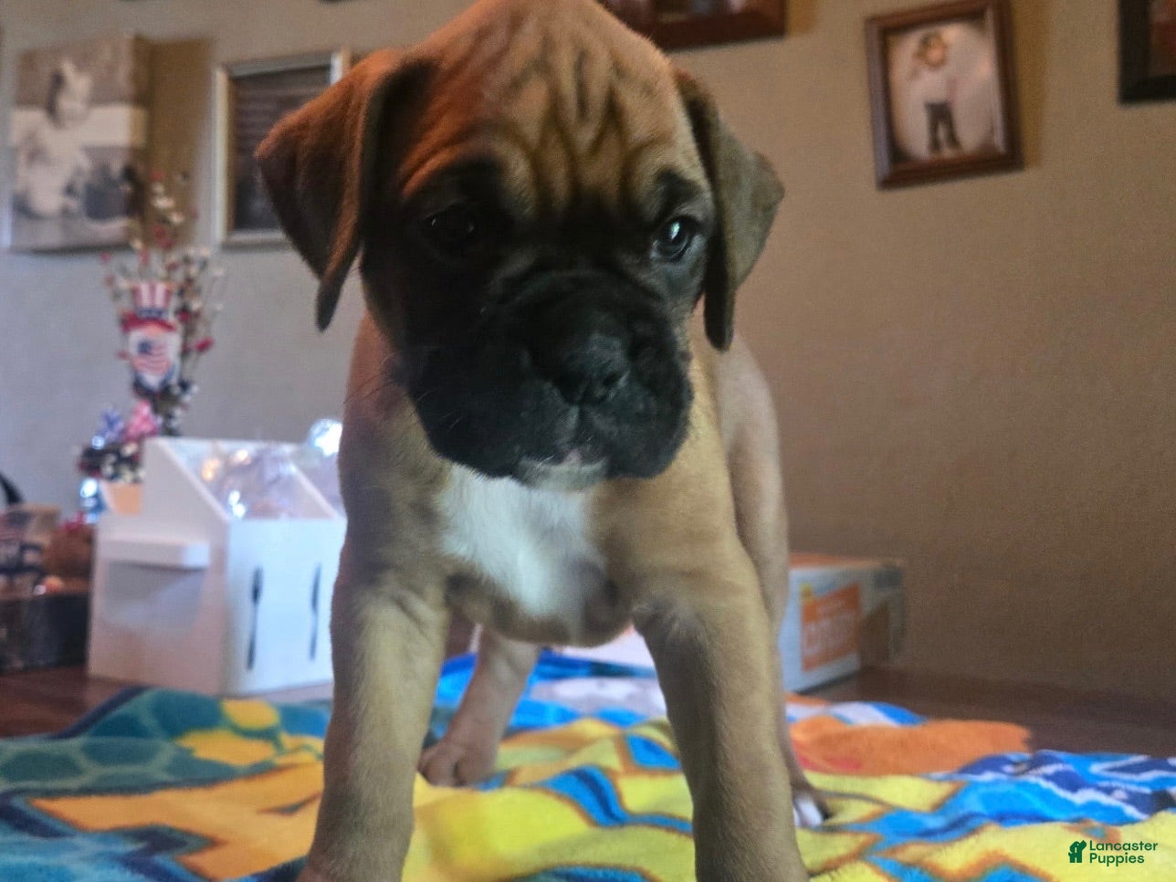 Boxer dogs Boxer 3 - Ad 42