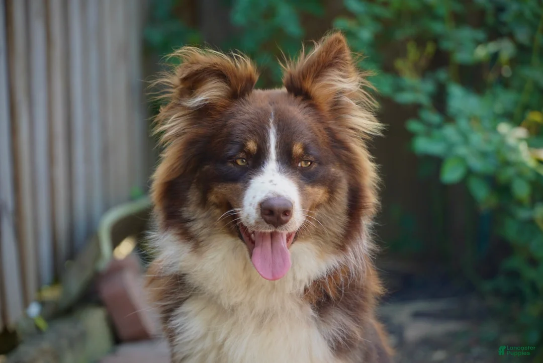 Australian Shepherd dogs for sale: Australian Shepherd Puppy 1 - Ad 3