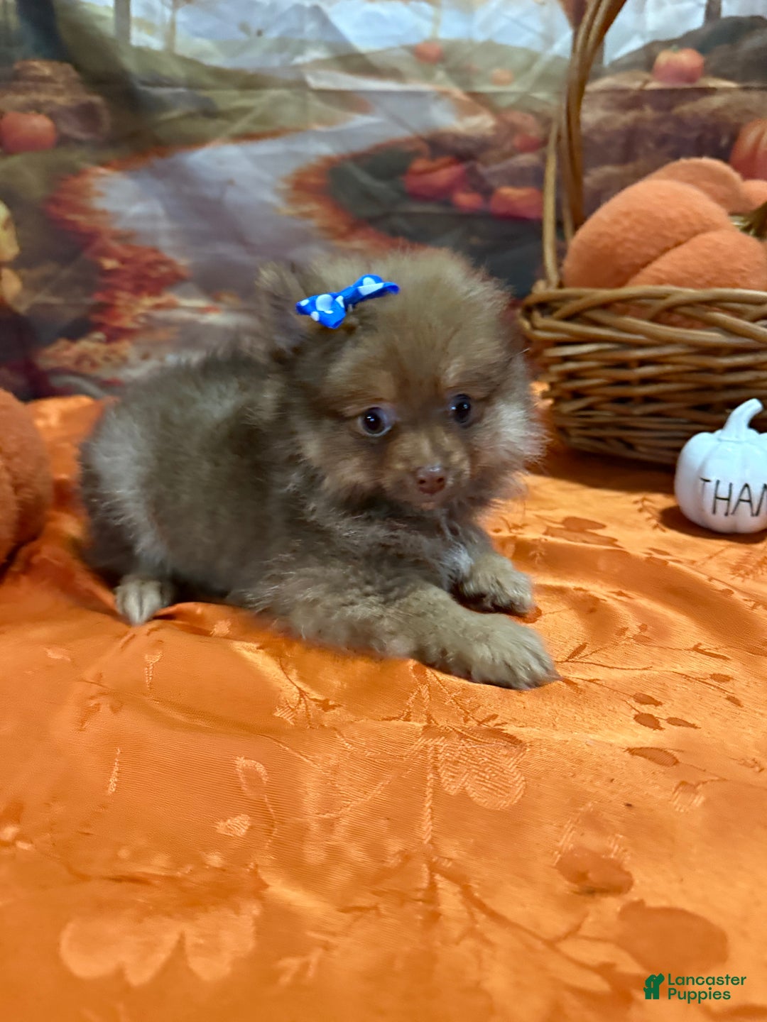 Pomeranian dogs for sale: Joy small - Ad 10