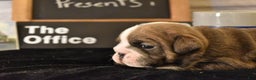 English Bulldog dogs for sale: Pam - Ad 7
