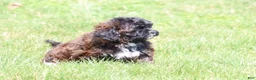 Shihpoo dogs for sale: Laura - Ad 6