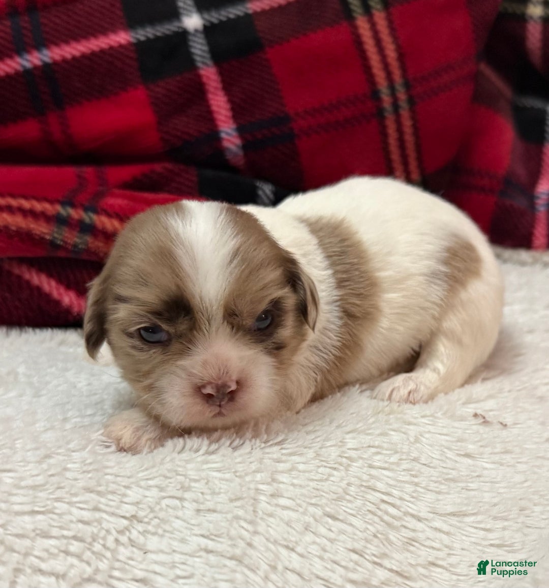 Shihpoo dogs for sale: Beau - Ad 3