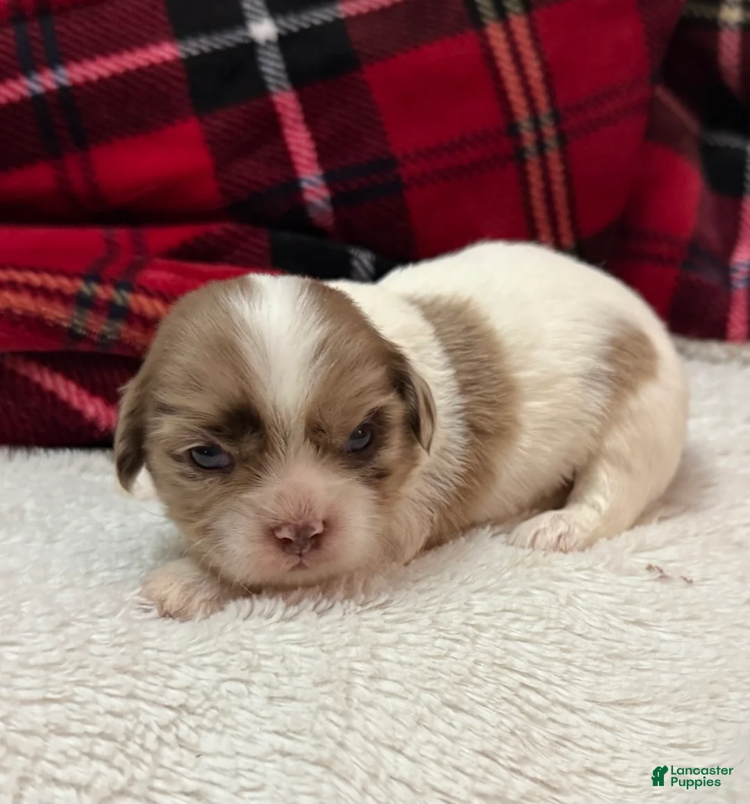 Shihpoo dogs for sale: Beau - Ad 4