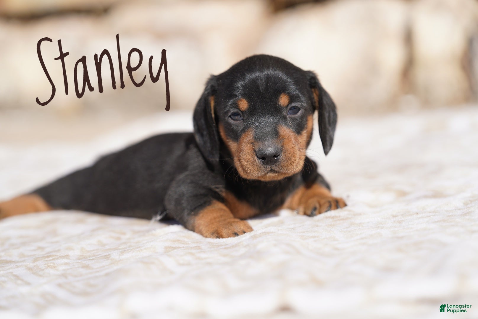 Miniature Dachshund dogs Stanley - Ad 1
