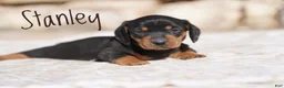 Miniature Dachshund dogs for sale: Stanley - Ad 1