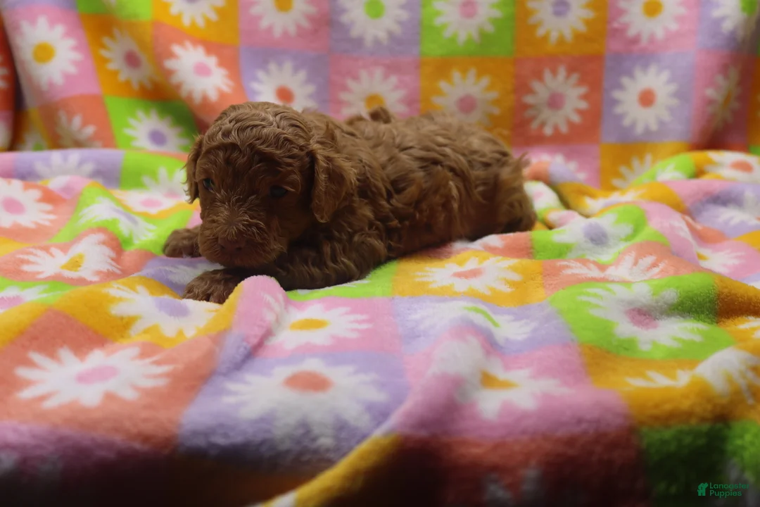 Toy Poodle dogs for sale: vinnie - Ad 1