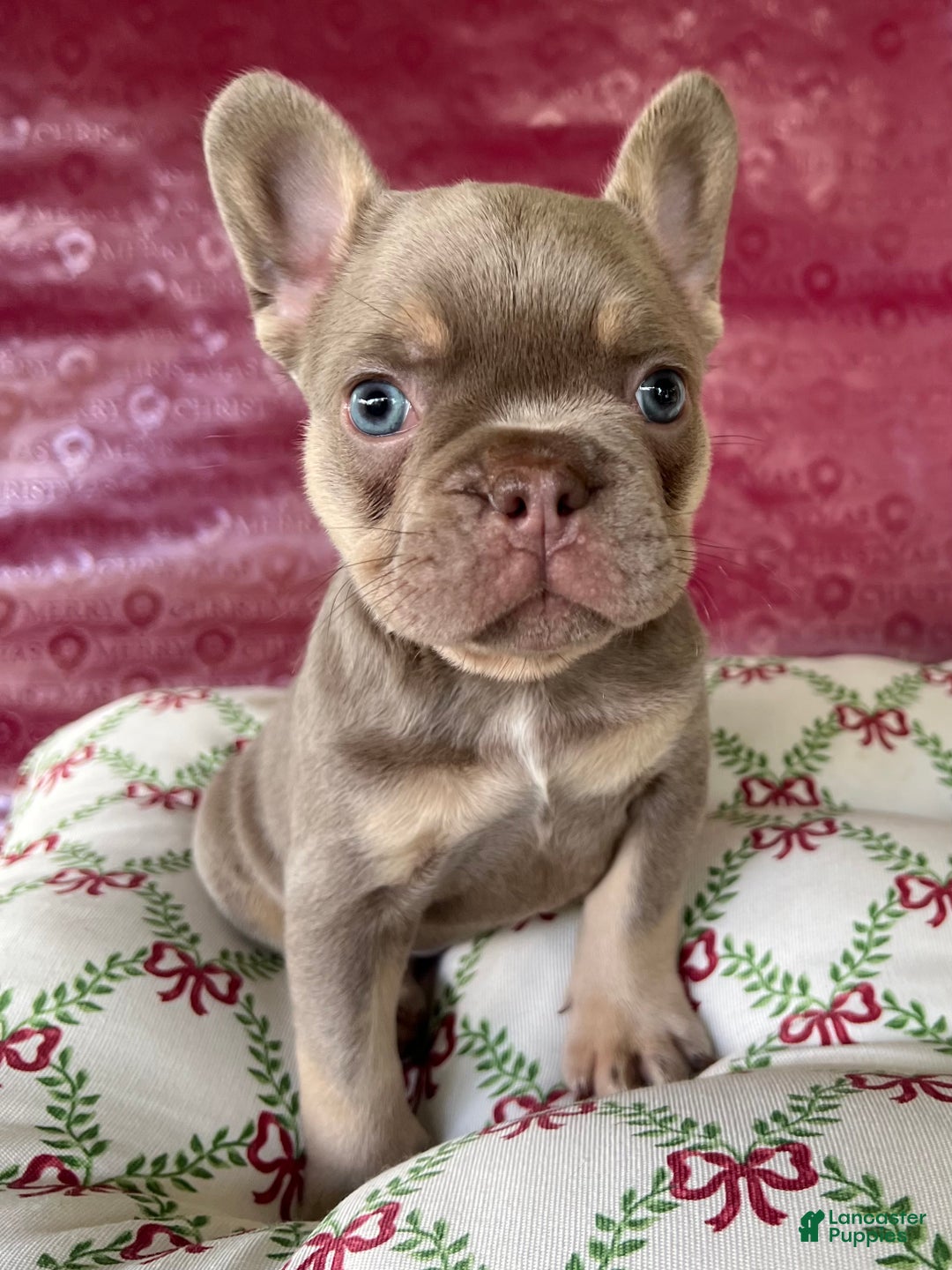 French Bulldog dogs for sale: Reese’s Akc - Ad 11