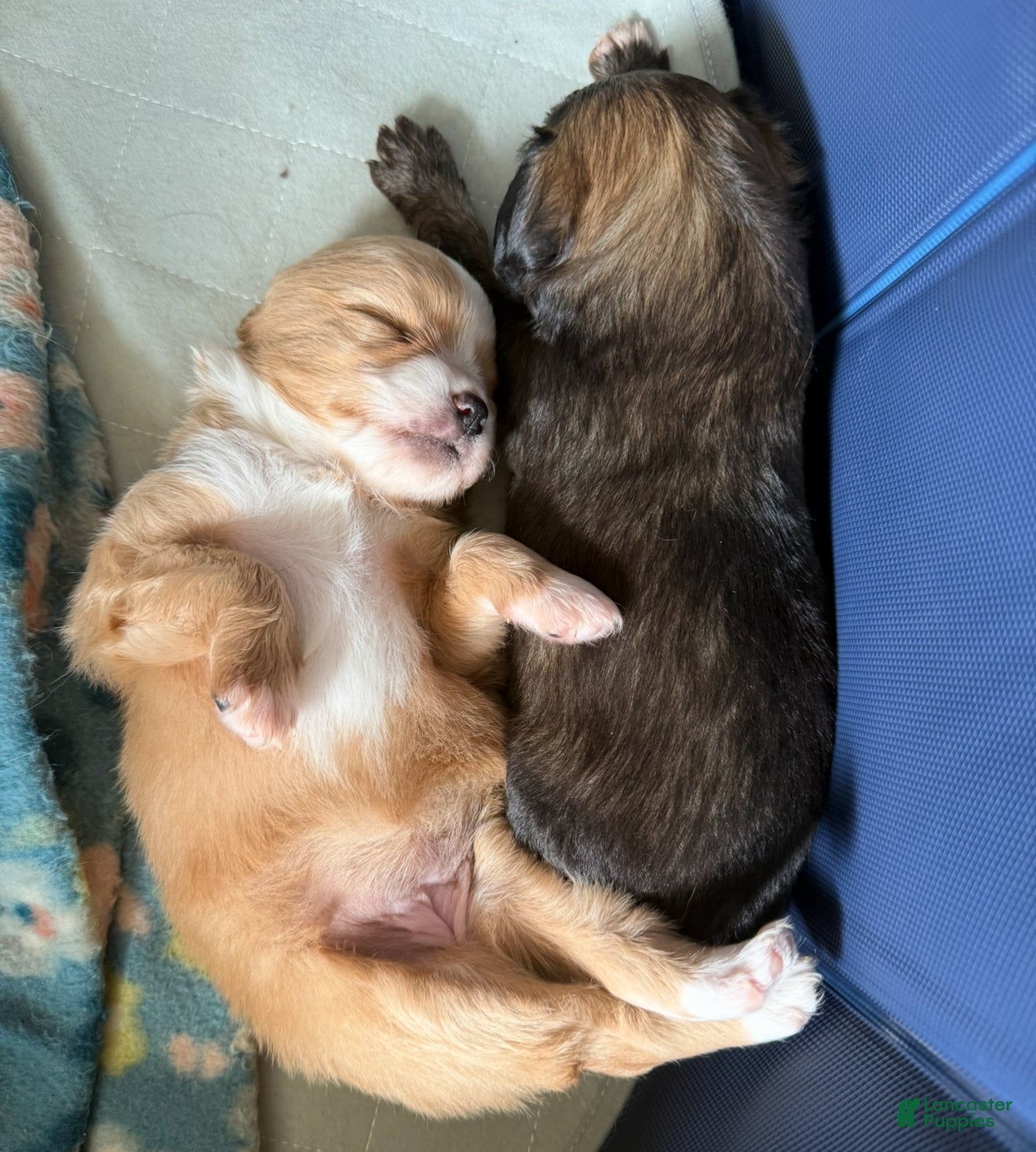 Mixed Breed dogs Mixed Breed Puppy 3 - Ad 40