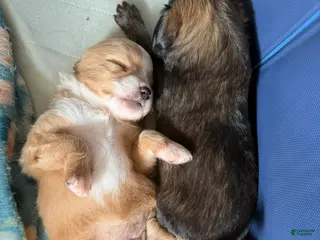 Mixed Breed dogs Mixed Breed Puppy 3 - Ad 38