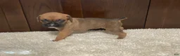 Boxer dogs for sale: Molly - Ad 13