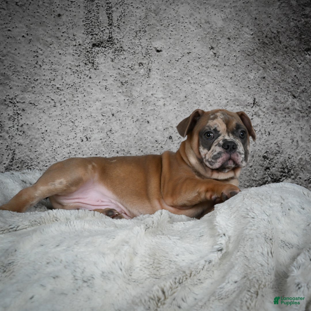 French Bulldog dogs for sale: Gus - Ad 9