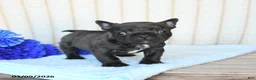 Frenchton dogs for sale: Happy - Ad 1
