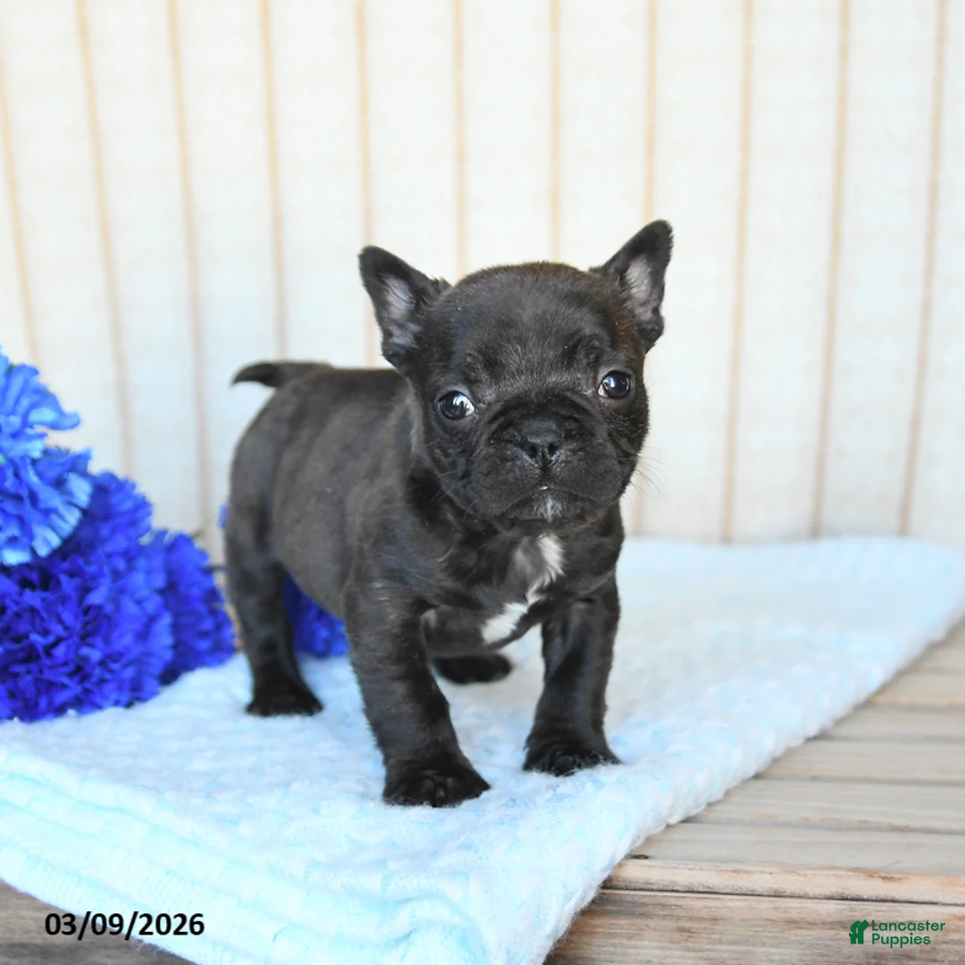 Frenchton dogs for sale: Happy - Ad 1