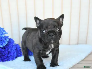 Frenchton dogs for sale: Happy - Ad 3