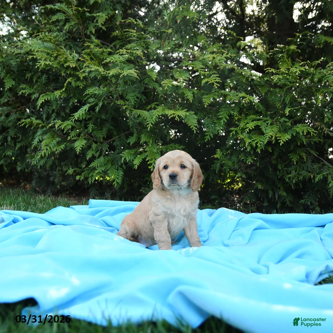 Miniature Golden Retriever dogs for sale: Lydia - Ad 5