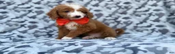 Mini Goldendoodle dogs for sale: Lawton - Ad 9