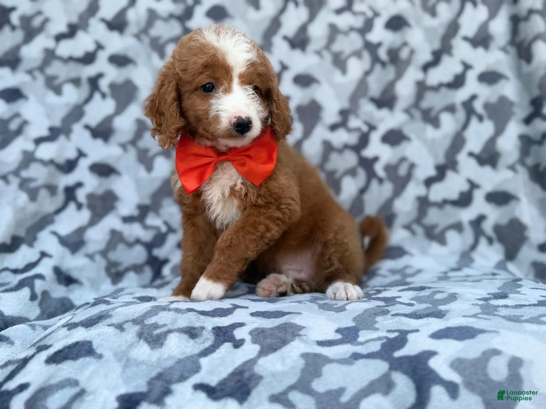 Mini Goldendoodle dogs for sale: Lawton - Ad 9
