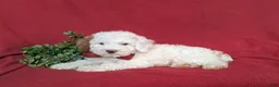 Miniature Poodle dogs for sale: Westin 11 lbs Full Grown - Ad 4