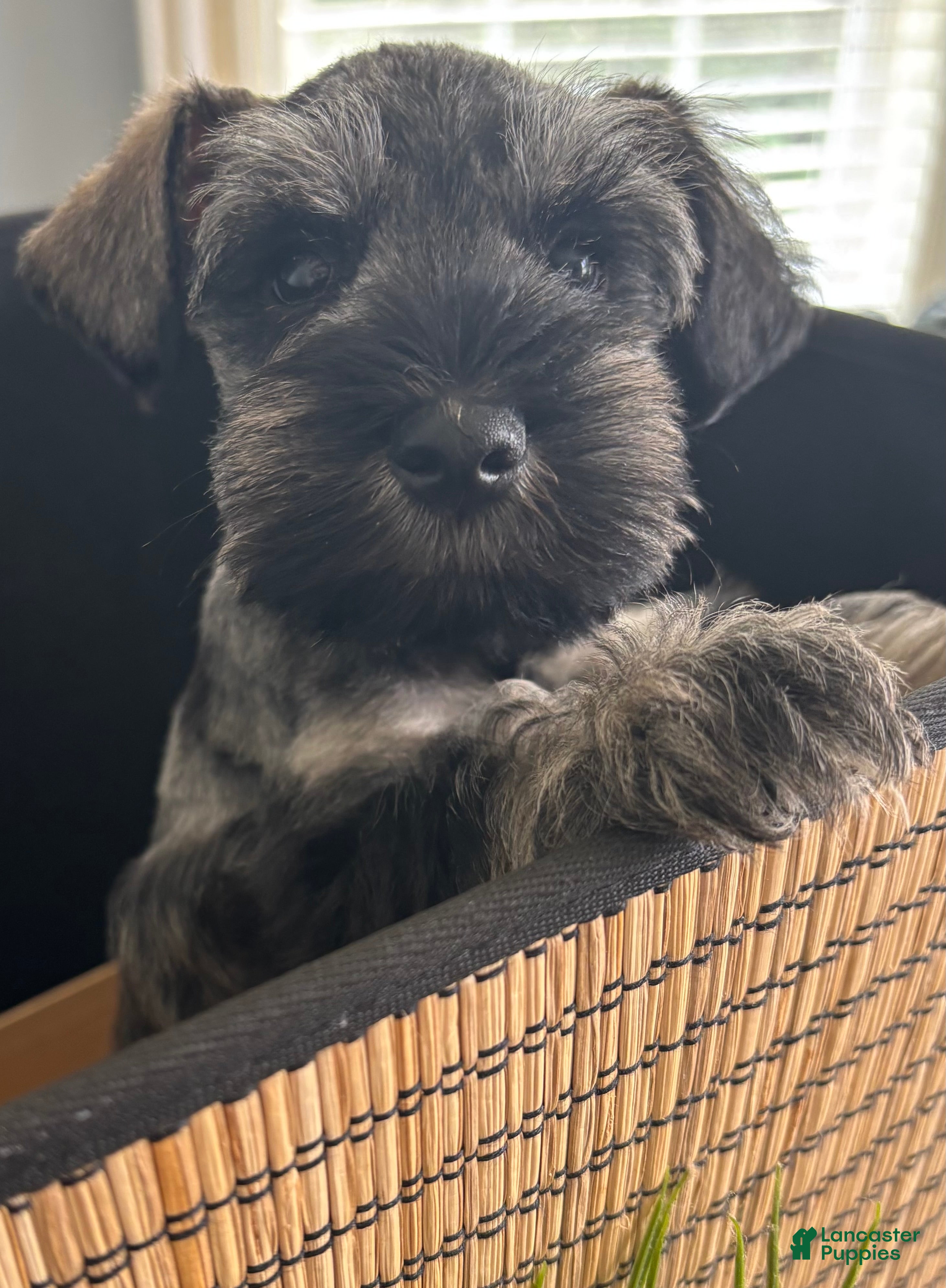 Miniature Schnauzer dogs Tommy - Ad 1