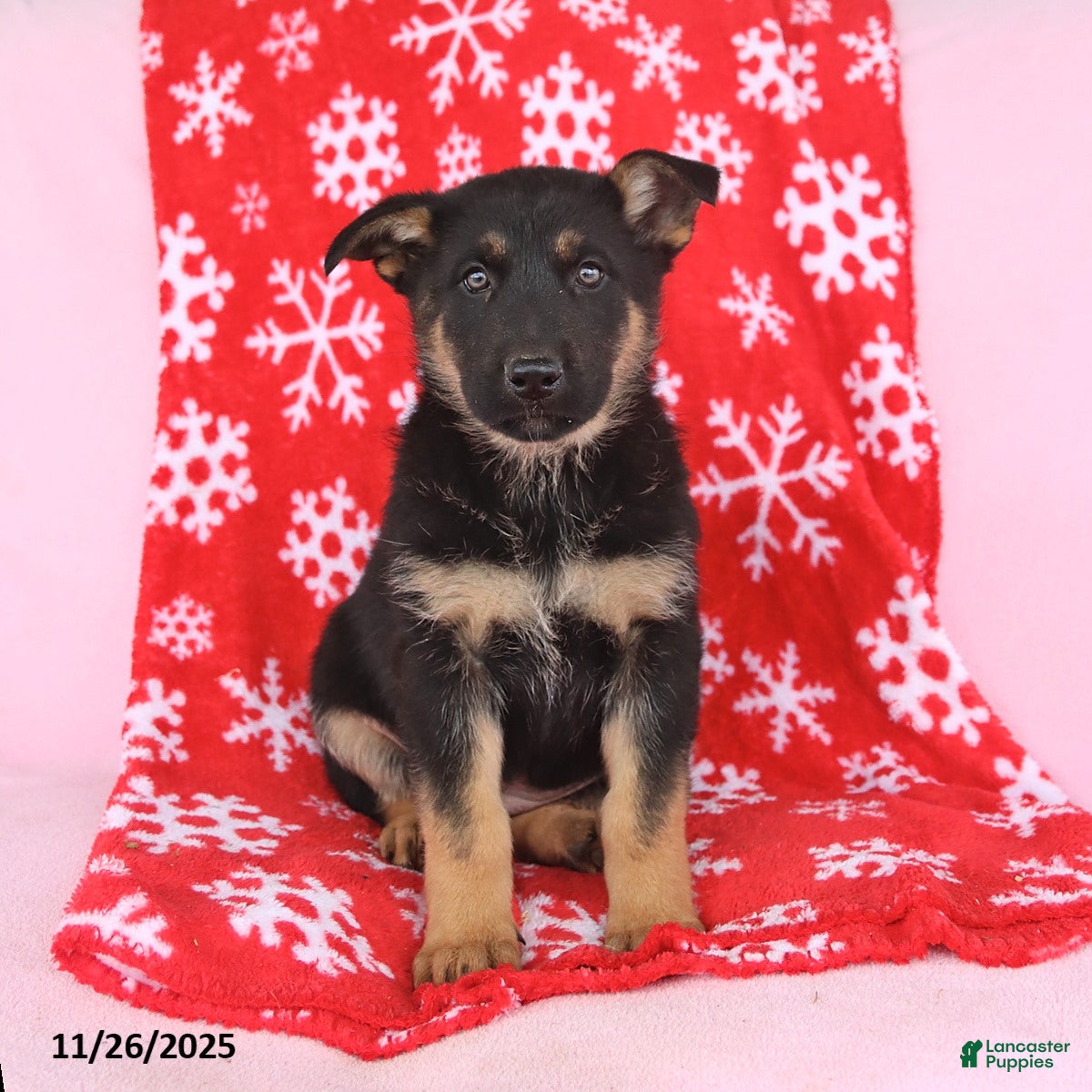 German Shepherd dogs Cassie  - Ad 36