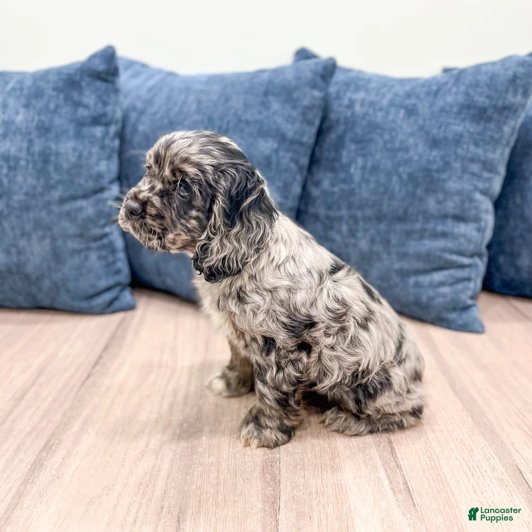 Cocker Spaniel dogs for sale: Vance - Ad 4