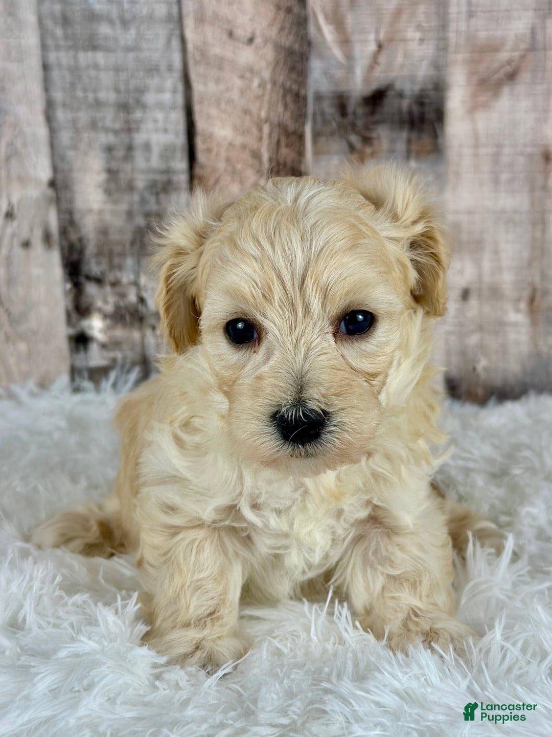 Maltipoo dogs for sale: Boy Nash - 0004 - Ad 1