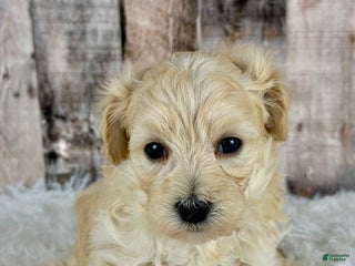 Maltipoo dogs Boy Nash - 0004 - Ad 42