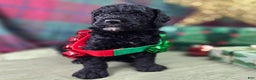 Cockapoo dogs for sale: Crescent - Ad 22