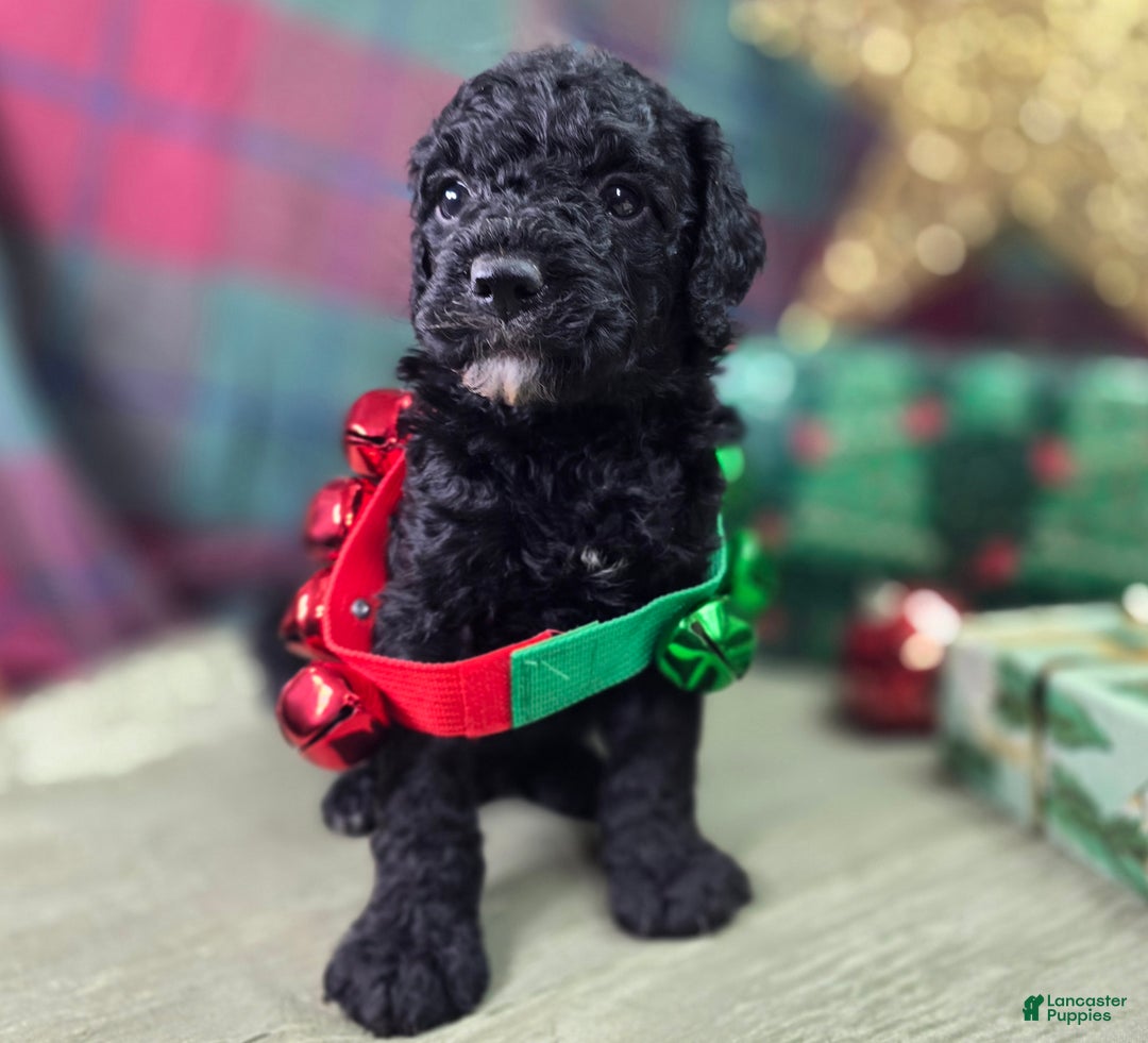 Cockapoo dogs for sale: Crescent - Ad 22