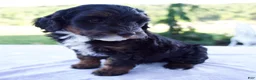 Mini Bernedoodle dogs for sale: Flora - Ad 4