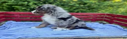 Australian Shepherd dogs for sale: Pokie - Ad 4