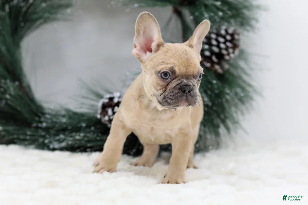 French Bulldog dogs for sale: Ina - Ad 2