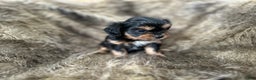 Shorkie dogs for sale: Adalyn - Ad 6