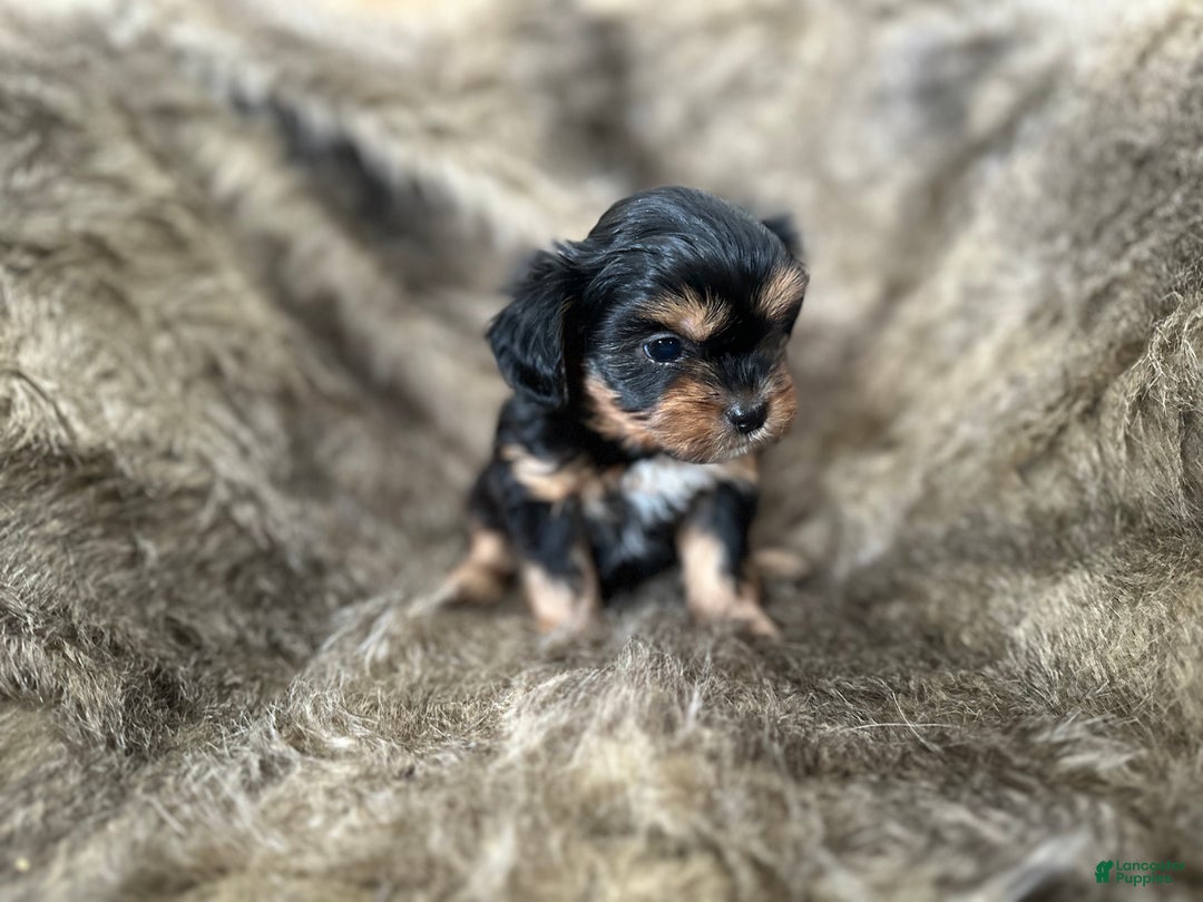 Shorkie dogs for sale: Adalyn - Ad 6