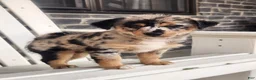 Mixed Breed dogs for sale: Girl - Ad 6
