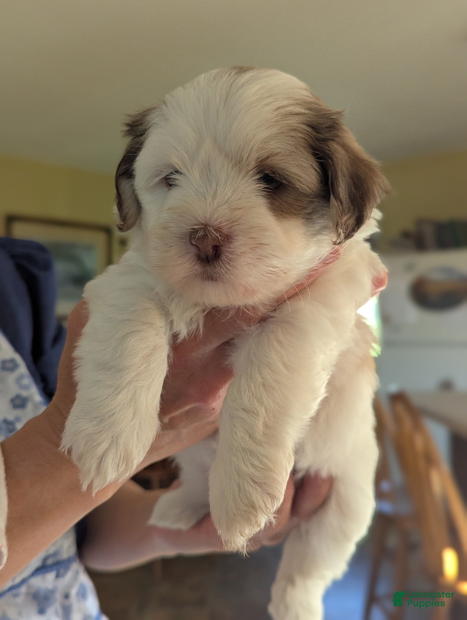 Havanese dogs Havanese Puppy 4 - Ad 42