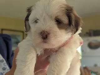 Havanese dogs Havanese Puppy 4 - Ad 42