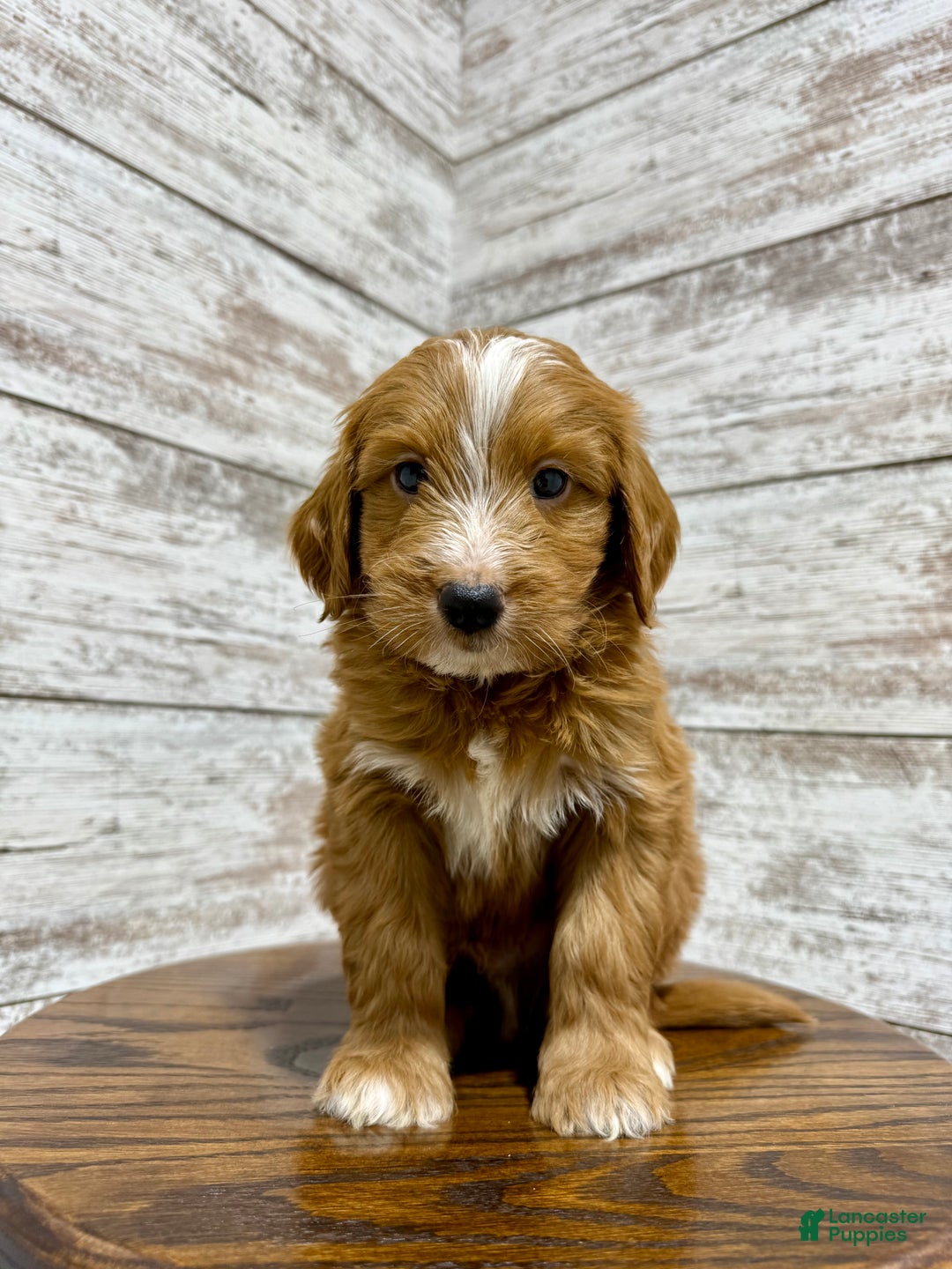 Mini Goldendoodle dogs for sale: Liam - Ad 7