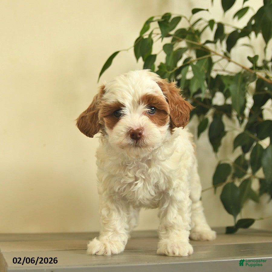 Cavapoo dogs Carla  - Ad 1