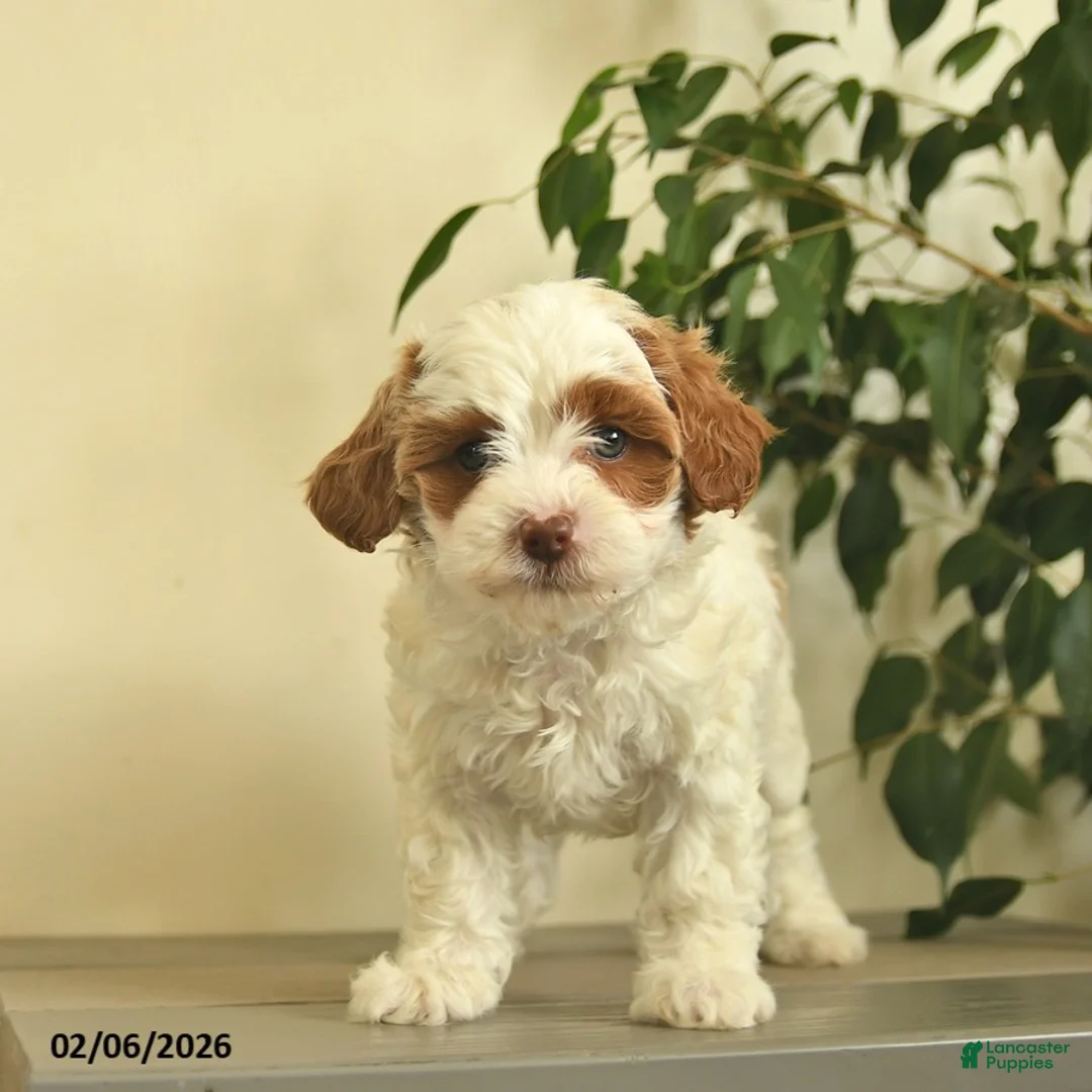 Cavapoo dogs for sale: Carla  - Ad 1