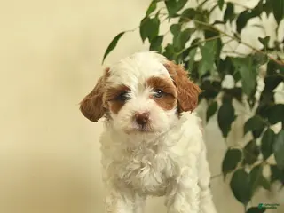 Cavapoo dogs for sale: Carla - Ad 3