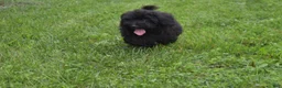 Maltipoo dogs for sale: Piper - Ad 5