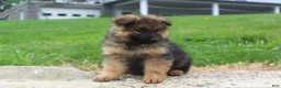 German Shepherd dogs for sale: Elvis - Ad 3