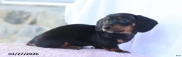 Miniature Dachshund dogs for sale: Samson - Ad 5