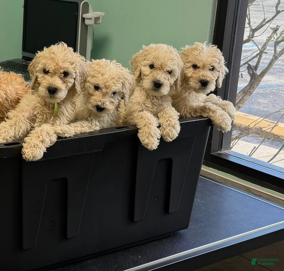Goldendoodle dogs for sale: Goldendoodle (Blonde) - Ad 1