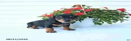 Miniature Dachshund dogs for sale: Bandit - Ad 4
