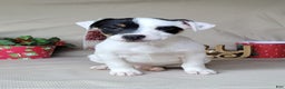 Jack Russell Terrier dogs for sale: "FIRE" of Westfork  - Ad 7