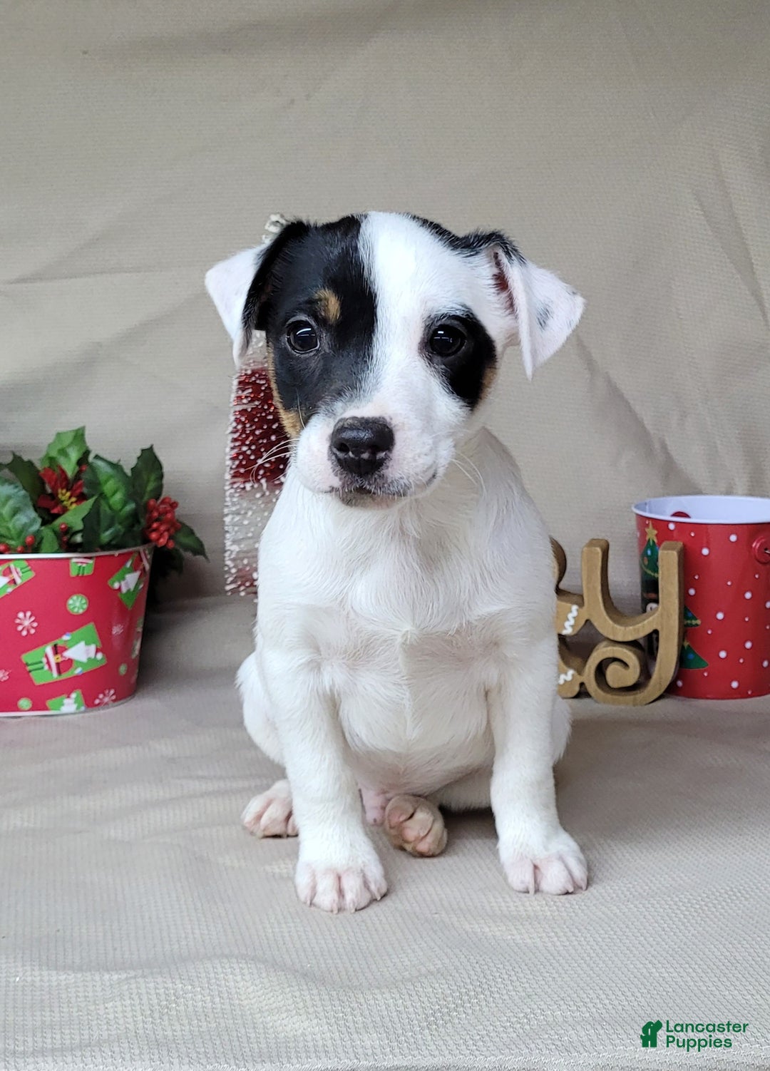 Jack Russell Terrier dogs for sale: "FIRE" of Westfork  - Ad 7
