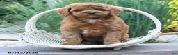 Cockapoo dogs for sale: Joy - Ad 3