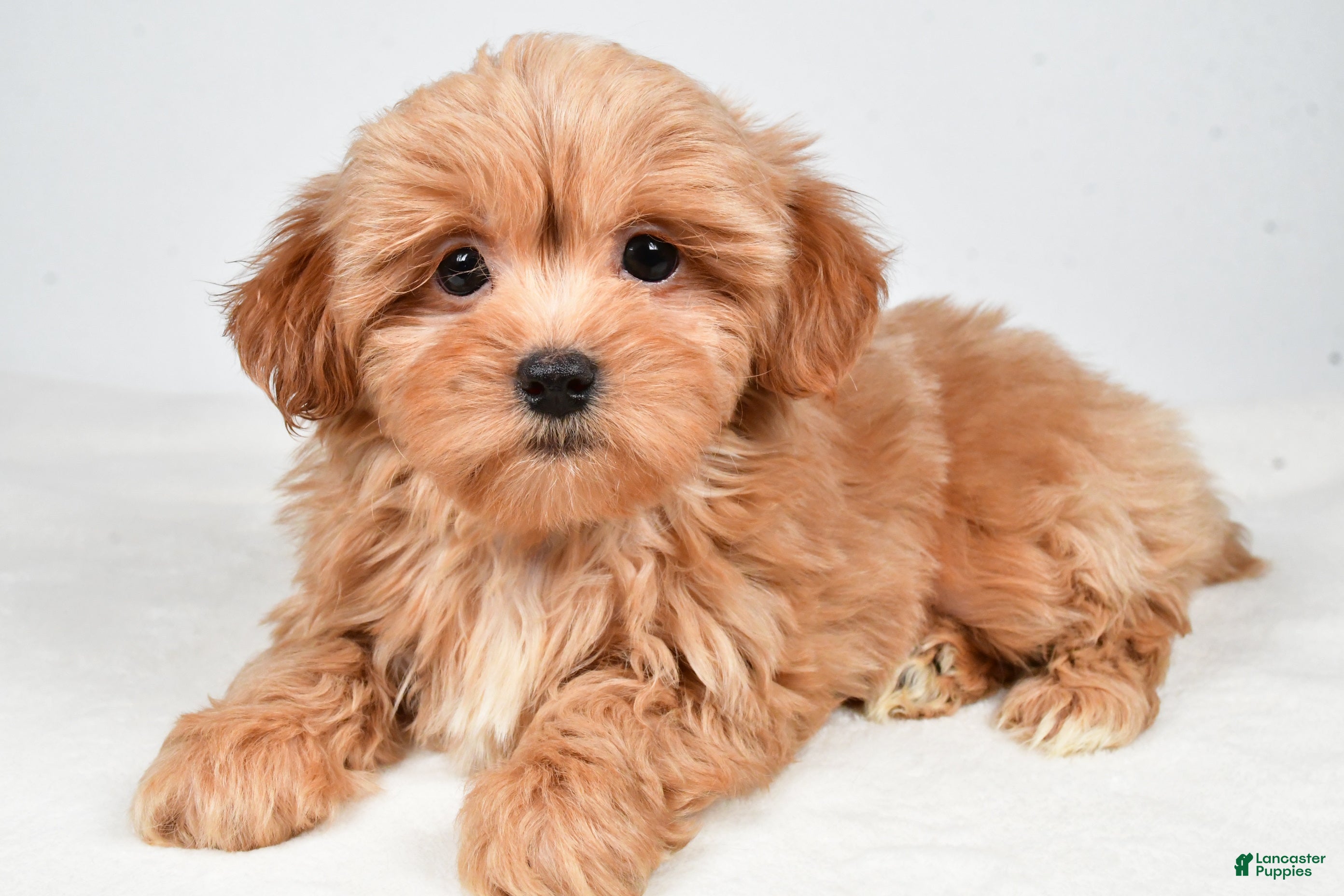 Shihpoo dogs Jasper - Ad 4